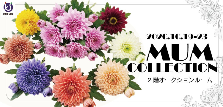 26.マムコレクション